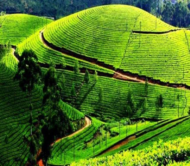 imgi_6_Darjeeling-800x800